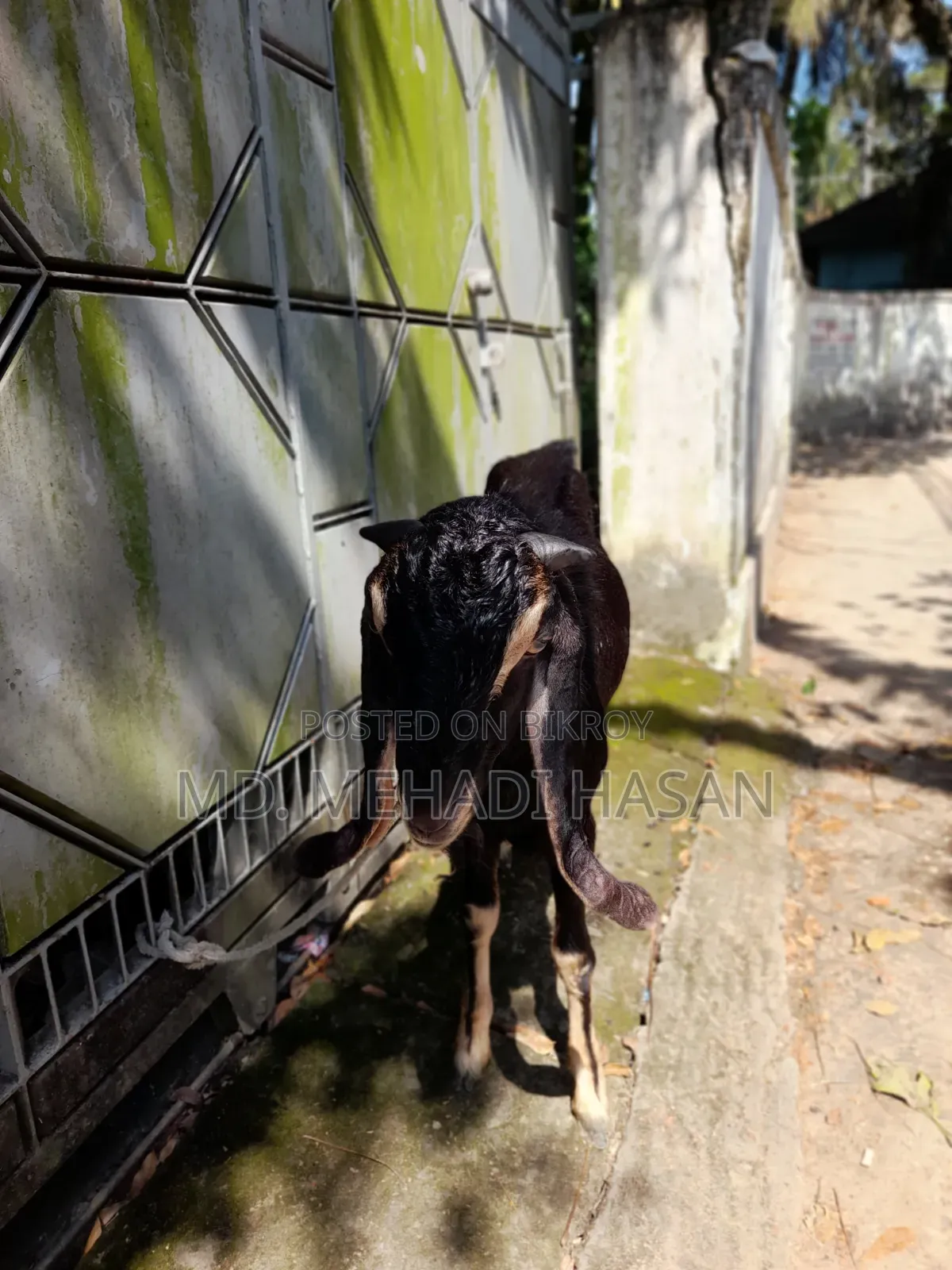 ছাগল বিক্রয়