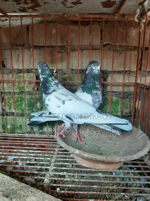 Giribaj Pigeon