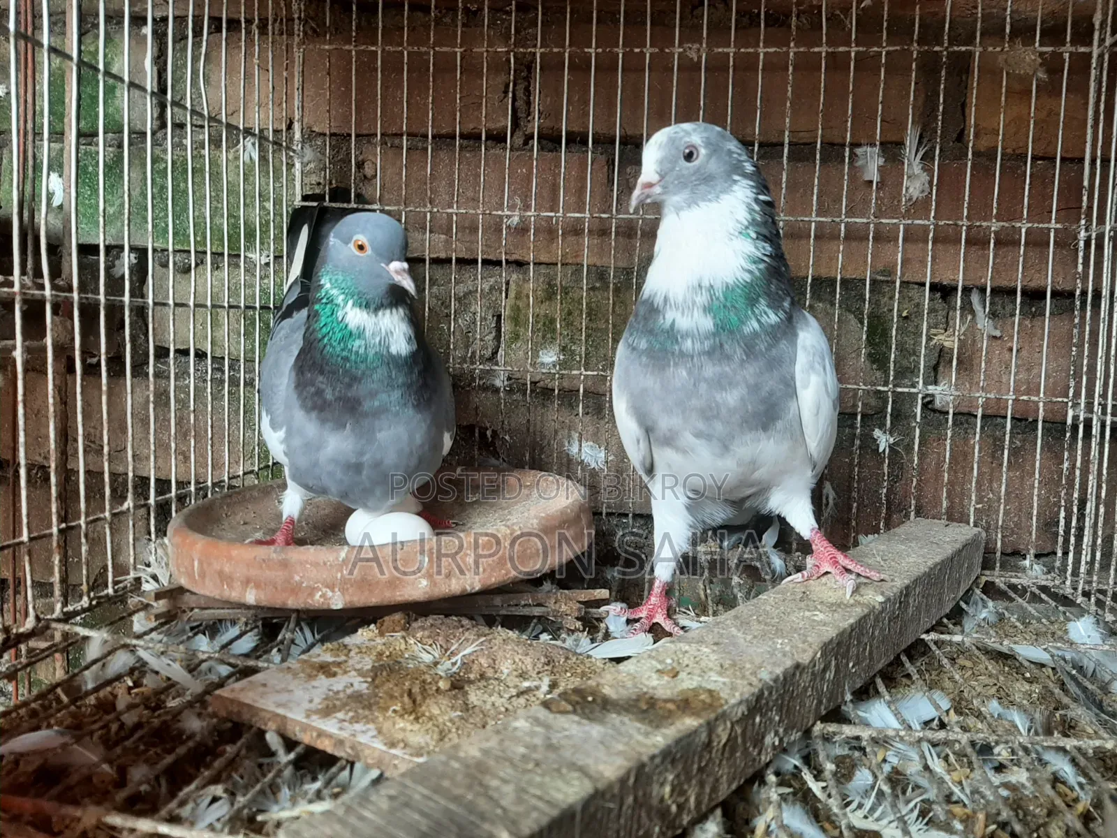 Giribaj Pigeon