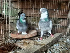 Giribaj Pigeon