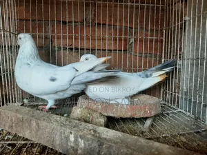 Giribaj Pigeon