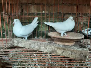 Giribaj Pigeon