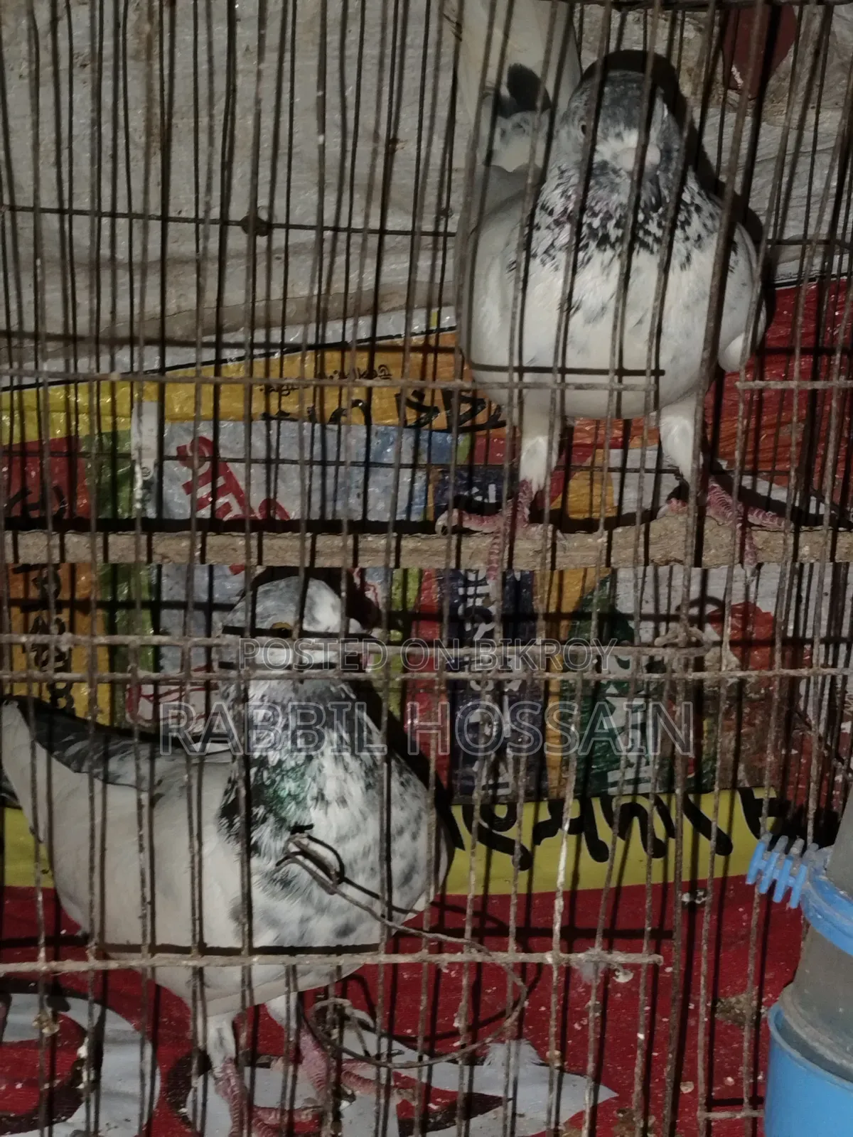 4 Pairs of Pigeons
