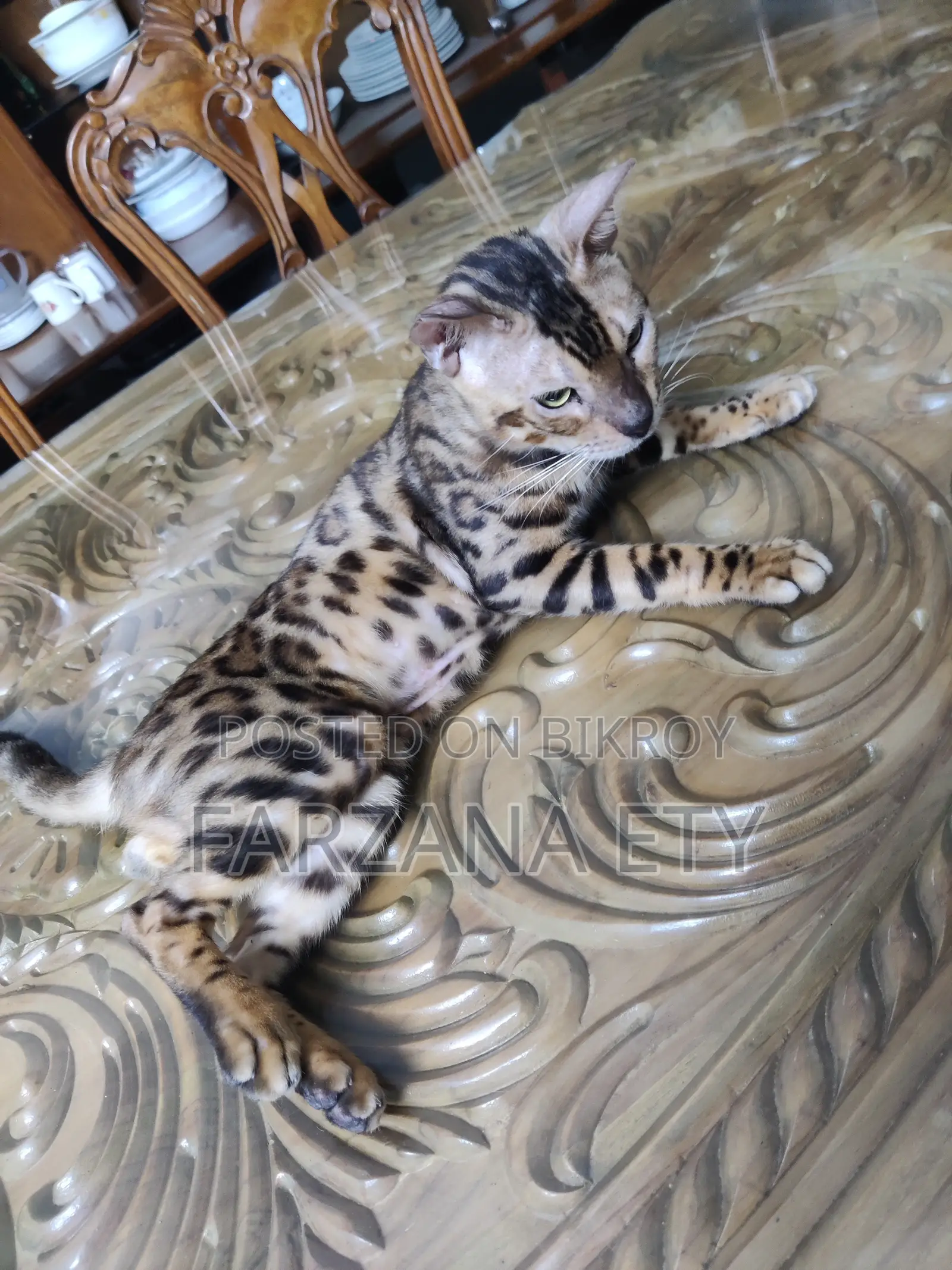 1+ year Male Purebred Bengal