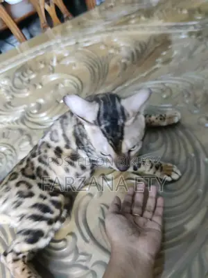 1+ year Male Purebred Bengal