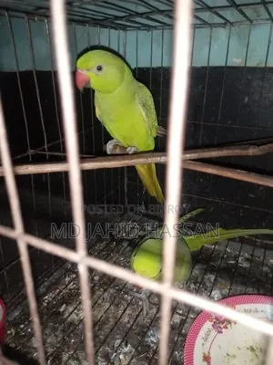 Parrot