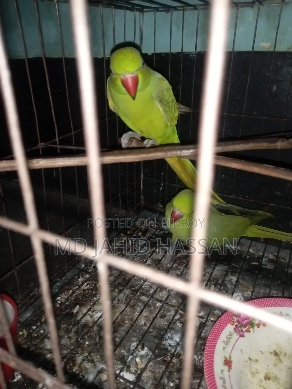 Parrot