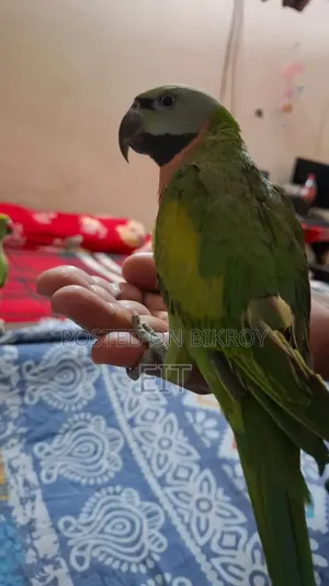 Pet Parrot