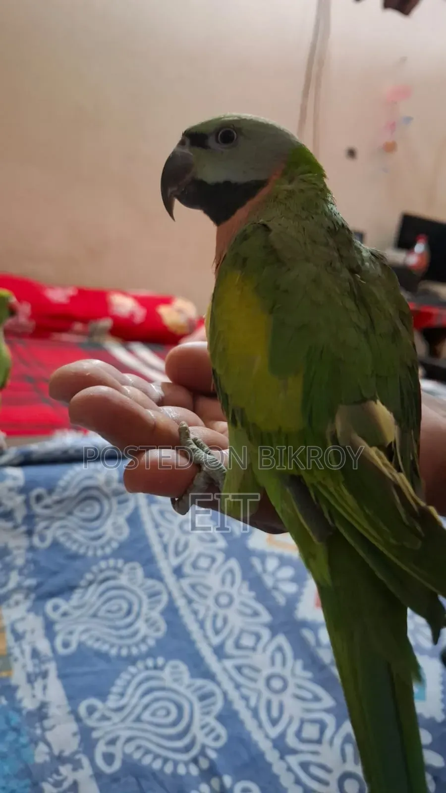 Pet Parrot