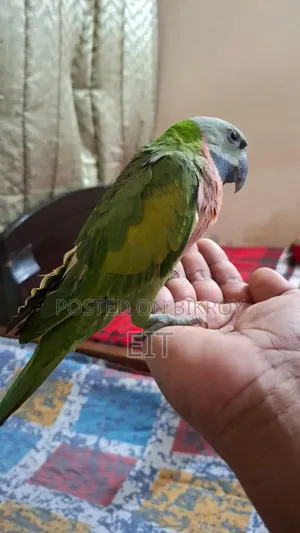 Pet Parrot
