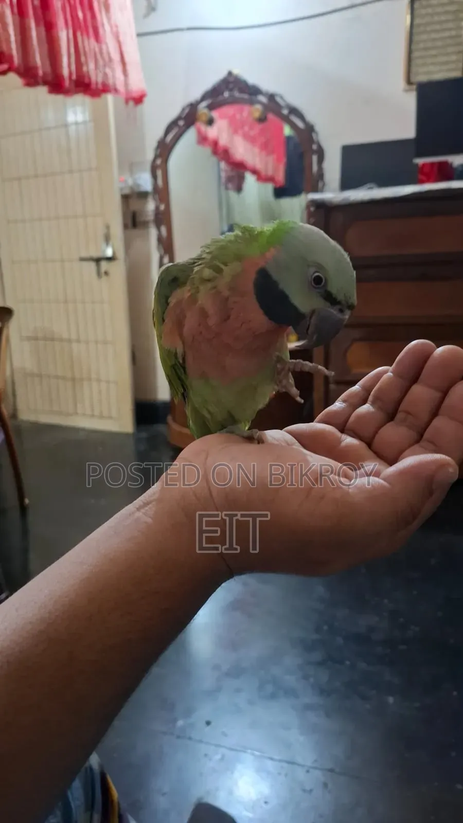 Pet Parrot