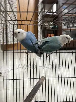 লাভবার্ড