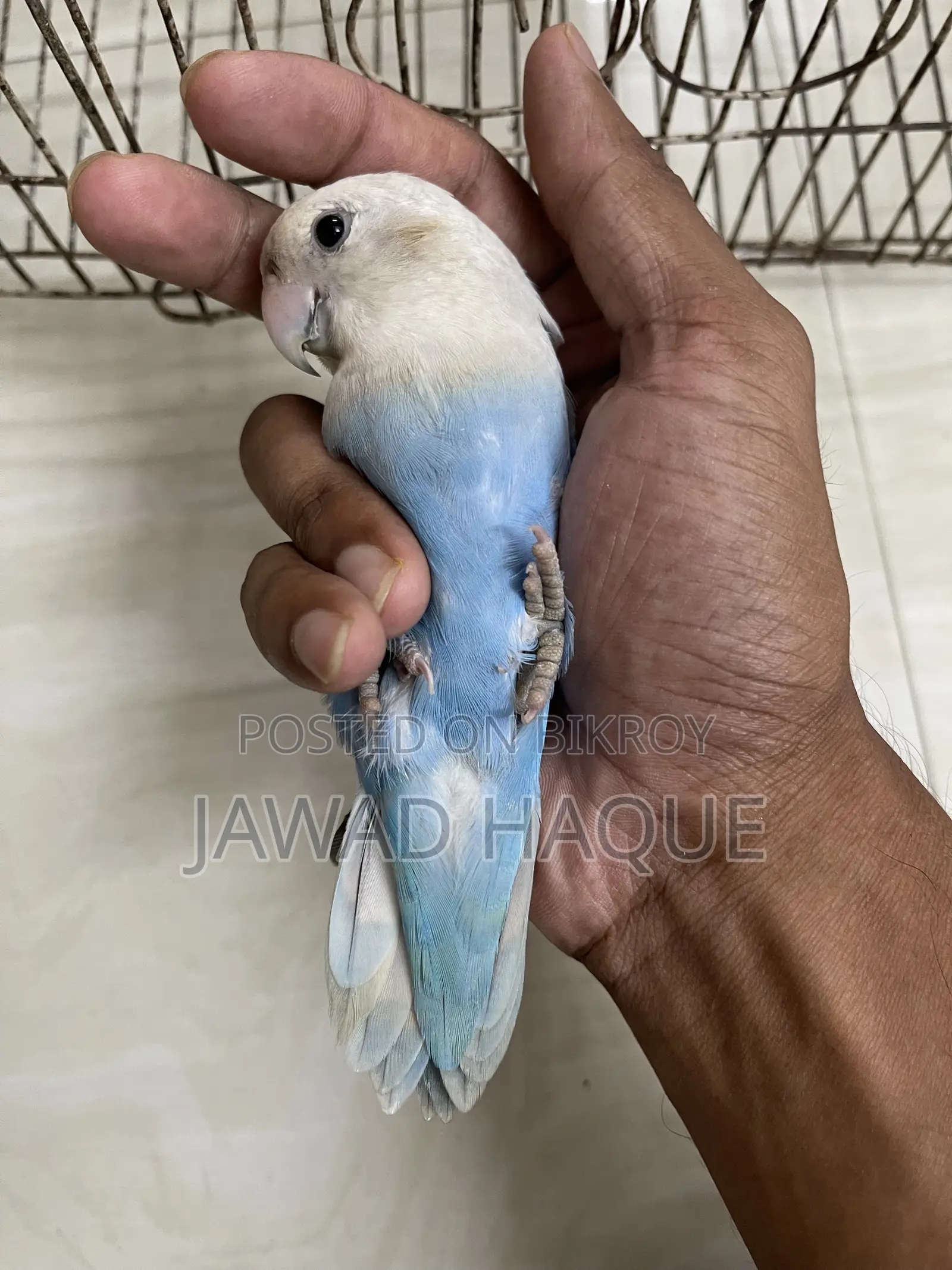 লাভবার্ড