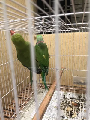 Indian Ringneck Parrot, Exchange Possible With Tame Cockatiel Pair