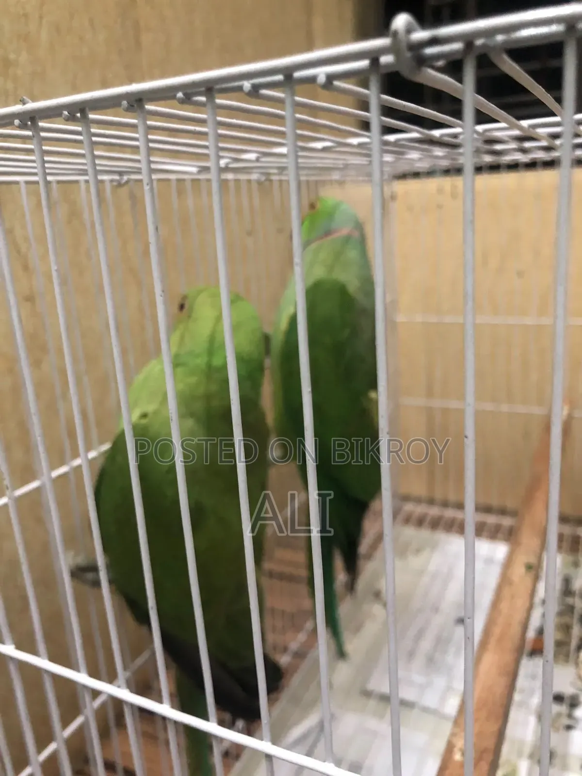 ইন্ডিয়ান রিংনেক টিয়া পাখি, পোষা ককাটেল জোড়ার সাথে এক্সচেঞ্জ সম্ভব