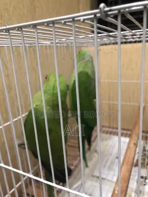 ইন্ডিয়ান রিংনেক টিয়া পাখি, পোষা ককাটেল জোড়ার সাথে এক্সচেঞ্জ সম্ভব