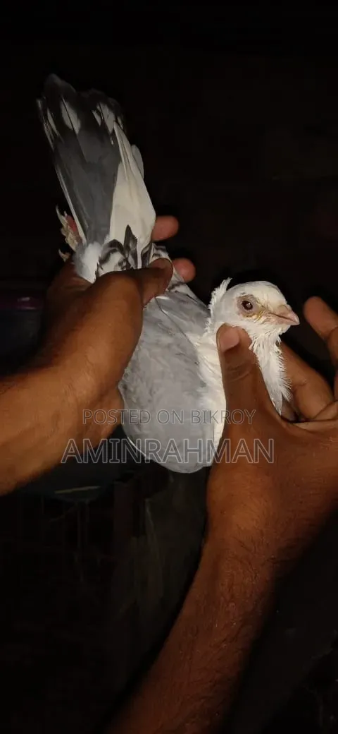 Pigeon for Sale