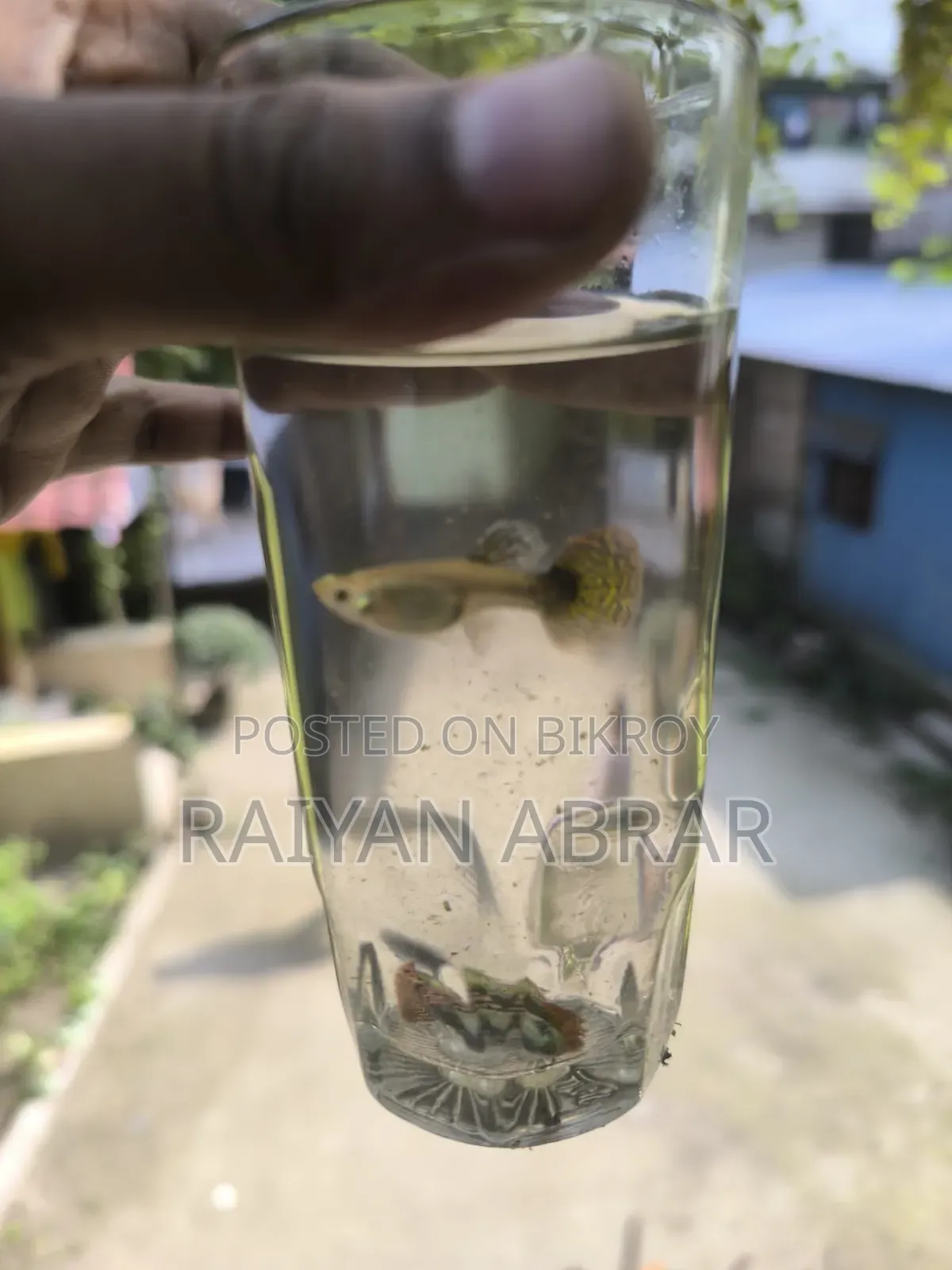 গাপ্পি মাছ