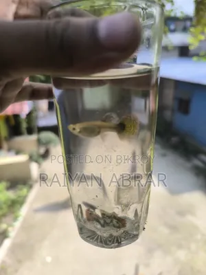 গাপ্পি মাছ