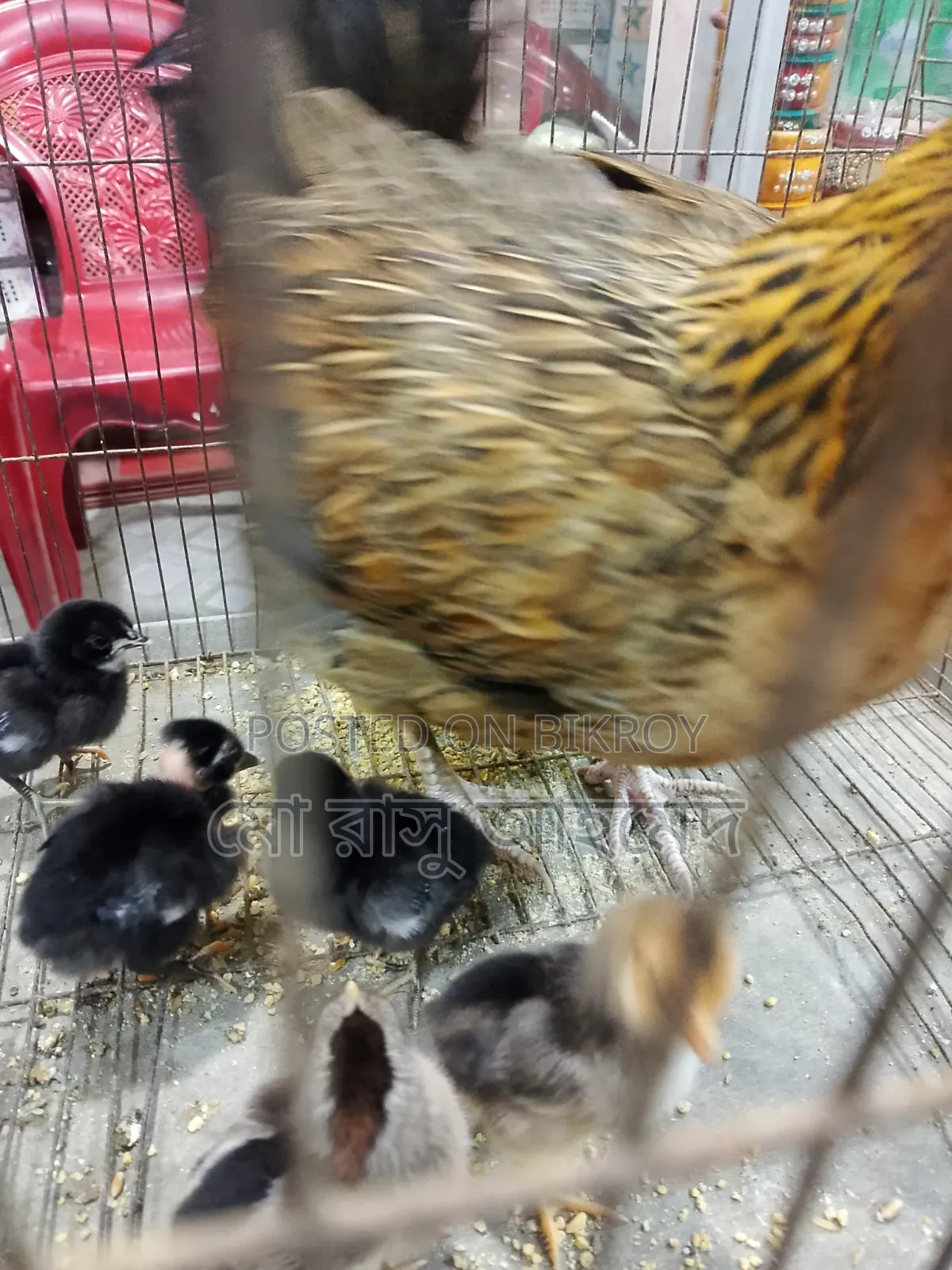 Hen with chicks
