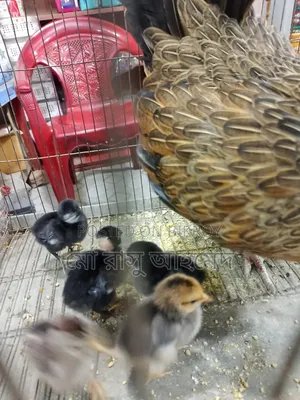 Hen with chicks