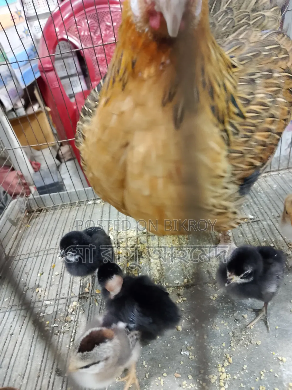 Hen with chicks