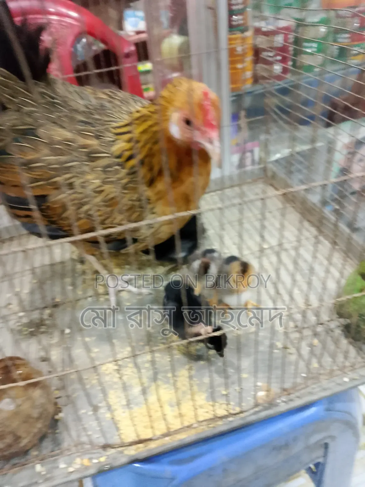 Hen with chicks
