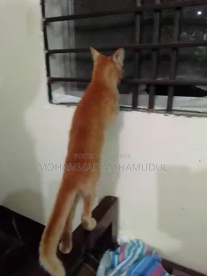 ৩-৬ মাসের মহিলা মিশ্র জাতের বেঙ্গল