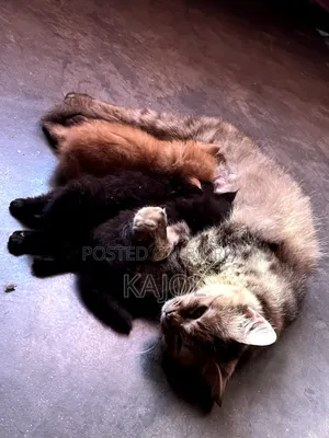 1+ year Female Purebred Persian Cat