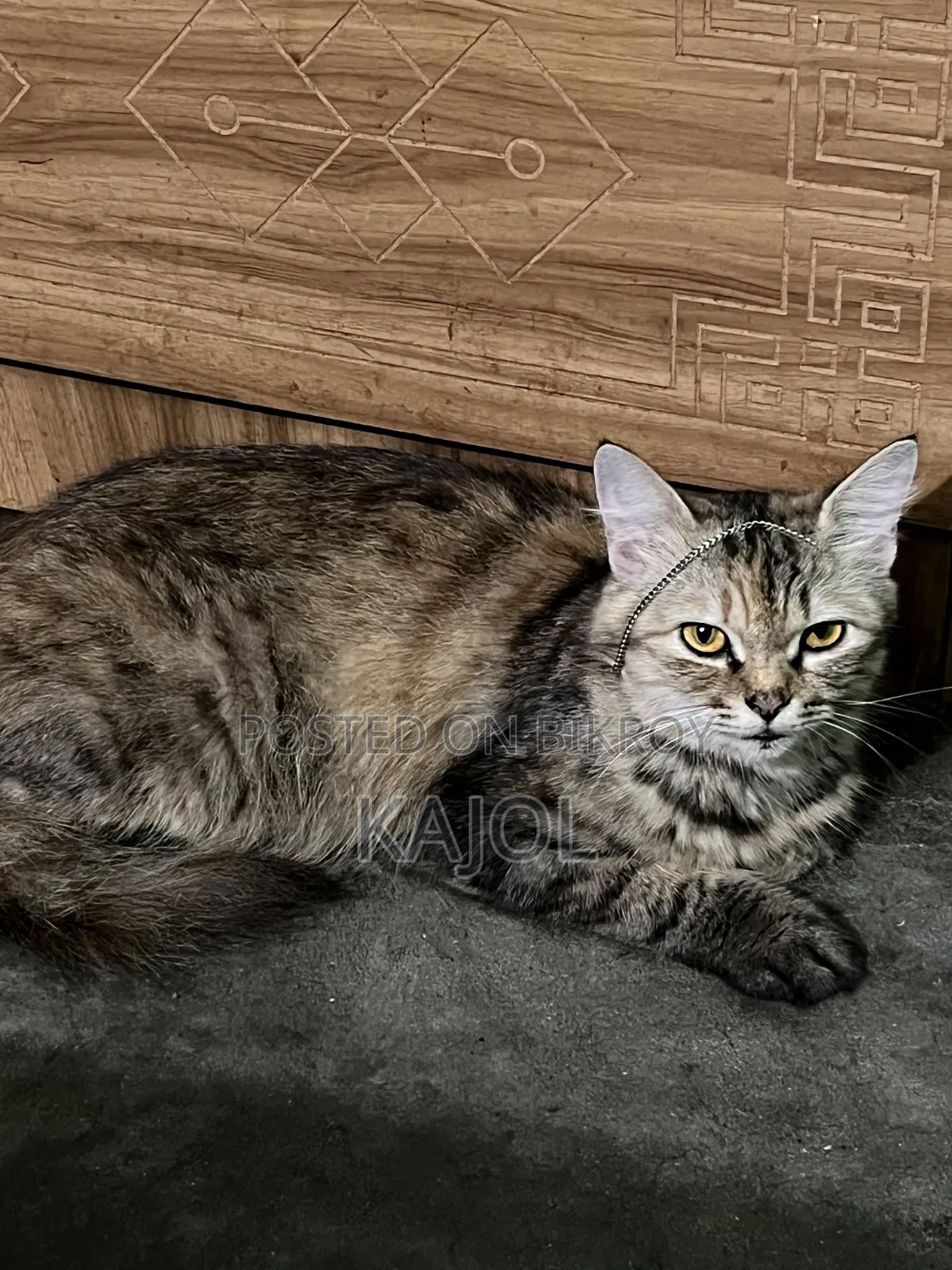 1+ year Female Purebred Persian Cat