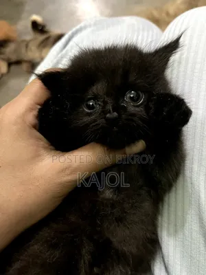 1+ year Female Purebred Persian Cat