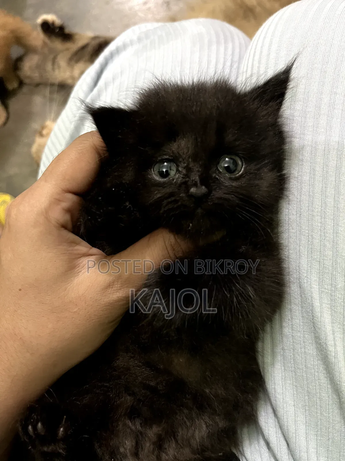 1+ year Female Purebred Persian Cat