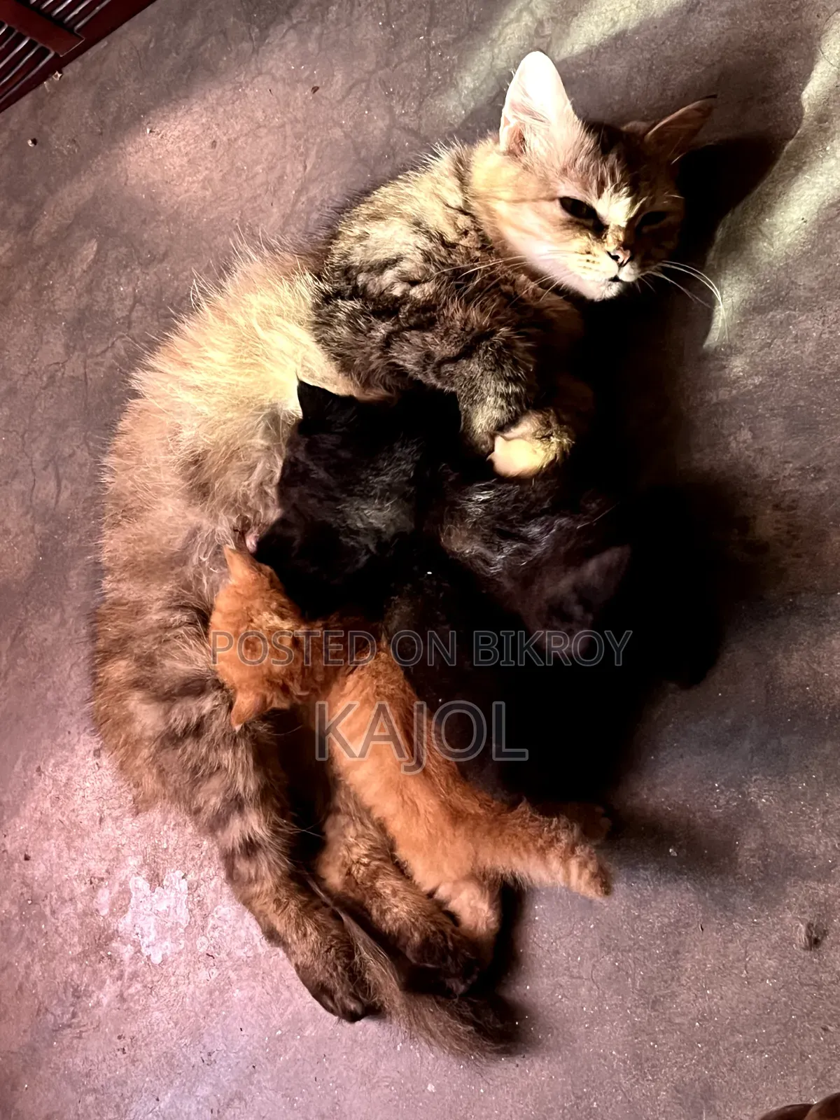 1+ year Female Purebred Persian Cat