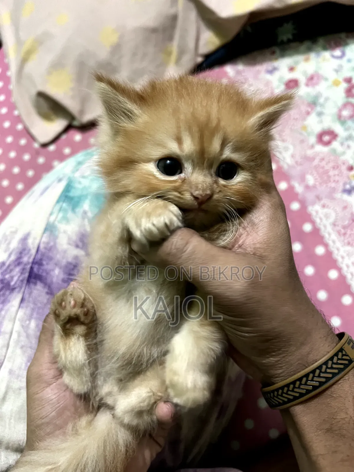1+ year Female Purebred Persian Cat