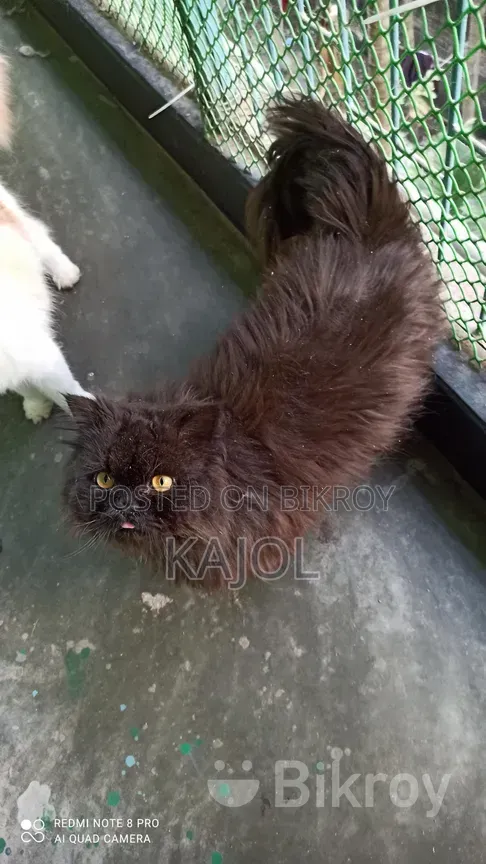 1+ year Female Purebred Persian Cat