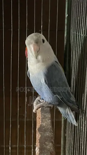লাভবার্ড ভায়োলেট ওপলাইন ব্রিডিং মেল