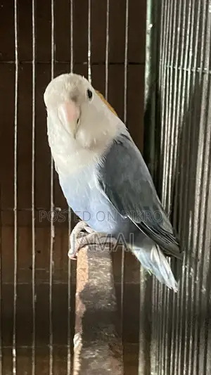 লাভবার্ড ভায়োলেট ওপলাইন ব্রিডিং মেল