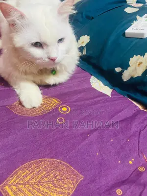 ৬-১২ মাস বয়সী পুরুষ খাঁটি পার্সিয়ান