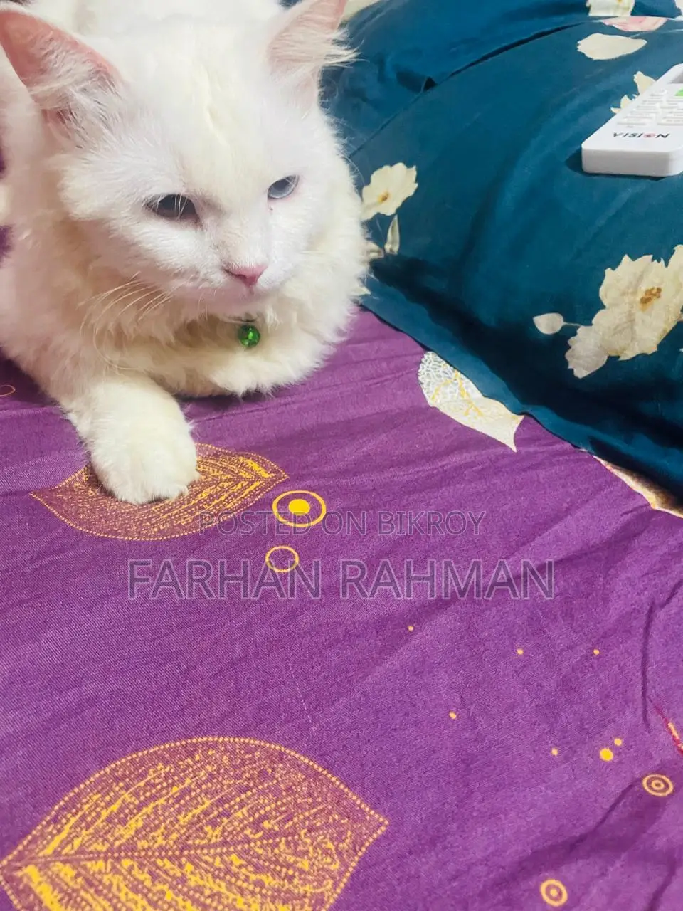 ৬-১২ মাস বয়সী পুরুষ খাঁটি পার্সিয়ান