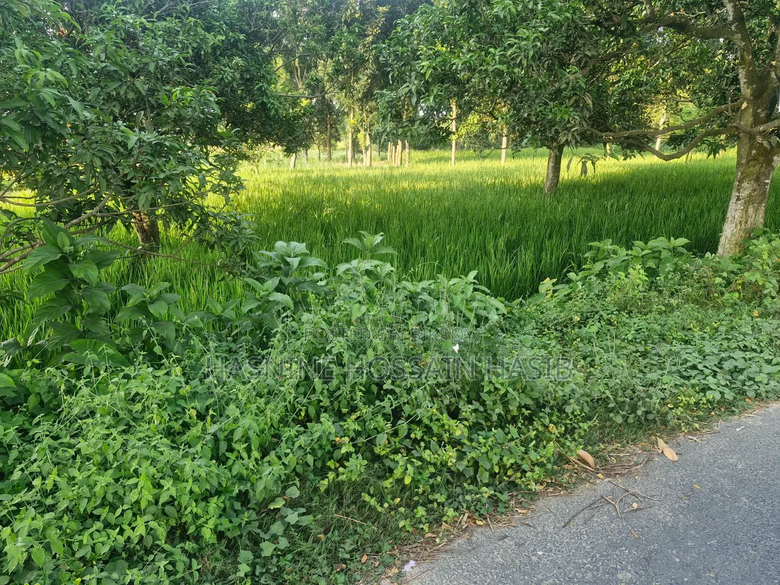 ৩০ ফিট রাস্তার পাশে সুলভ মূল্যে বাণিজ্যিক  ও আবাসিক জমি বিক্রয়