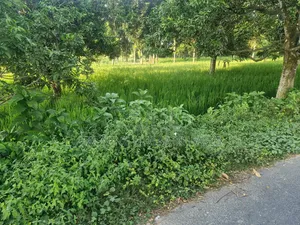 ৩০ ফিট রাস্তার পাশে সুলভ মূল্যে বাণিজ্যিক  ও আবাসিক জমি বিক্রয়