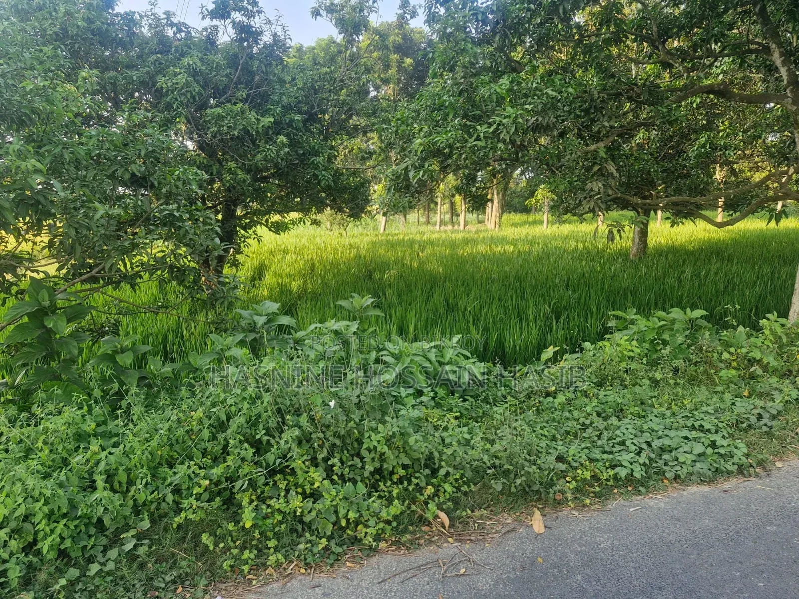 ৩০ ফিট রাস্তার পাশে সুলভ মূল্যে বাণিজ্যিক  ও আবাসিক জমি বিক্রয়