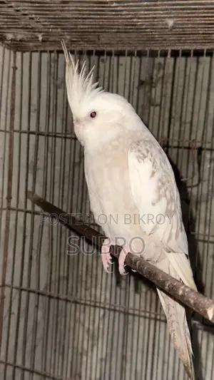 White Face Cinnamon Pearl Red Eye Cockatiel Male Bird (100% Male)