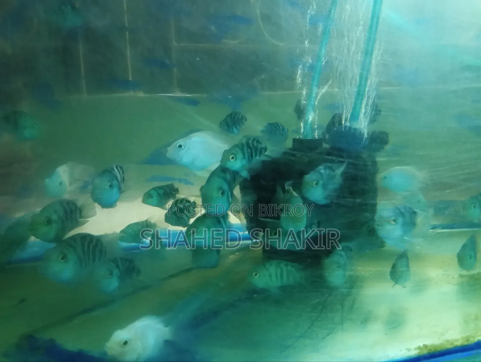 পোলার প্যারোট রানিং জোড়া