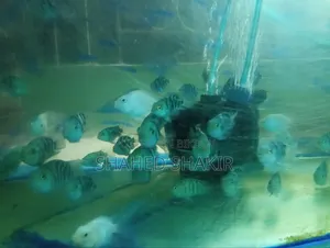 পোলার প্যারোট রানিং জোড়া