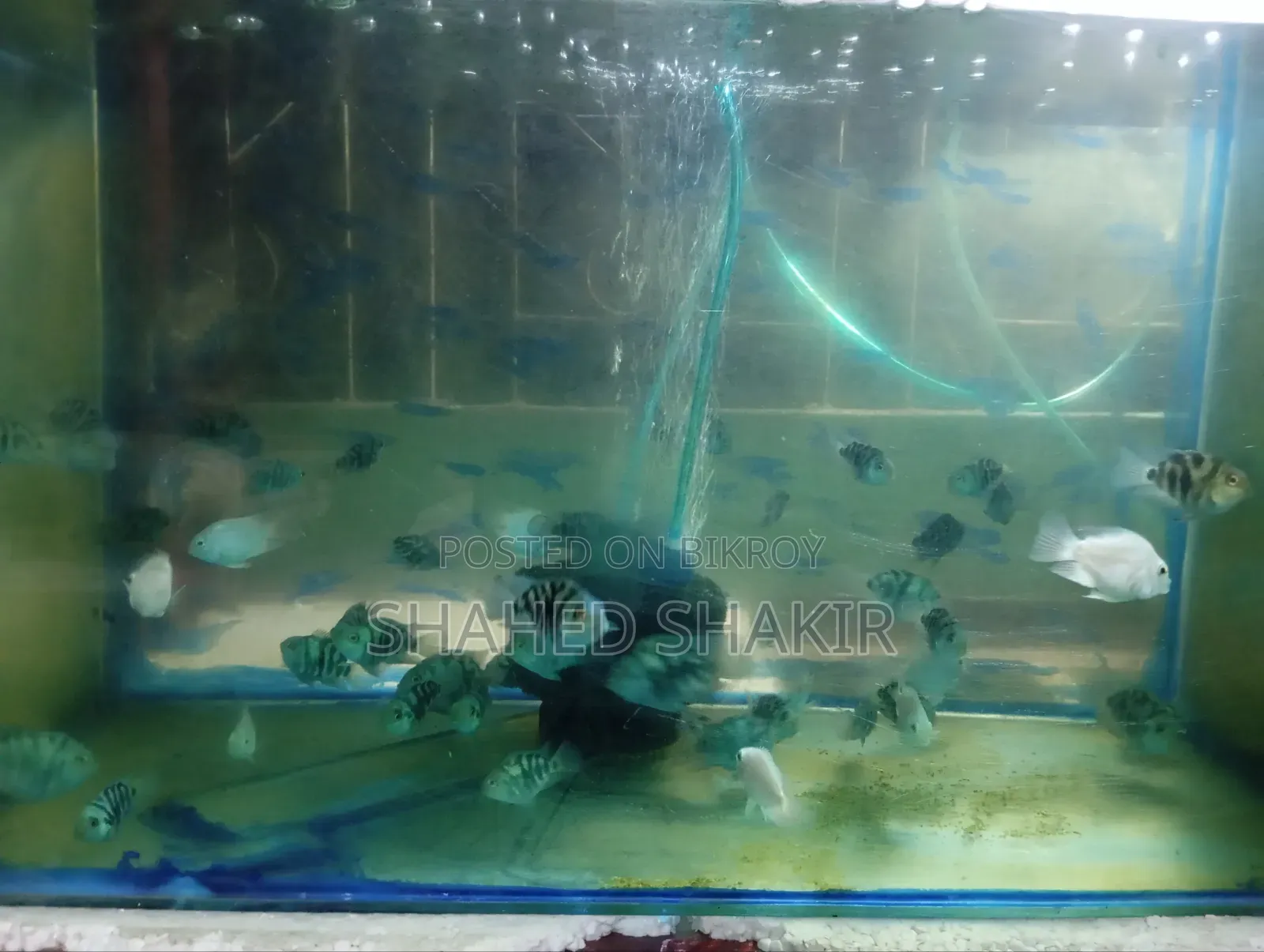 পোলার প্যারোট রানিং জোড়া