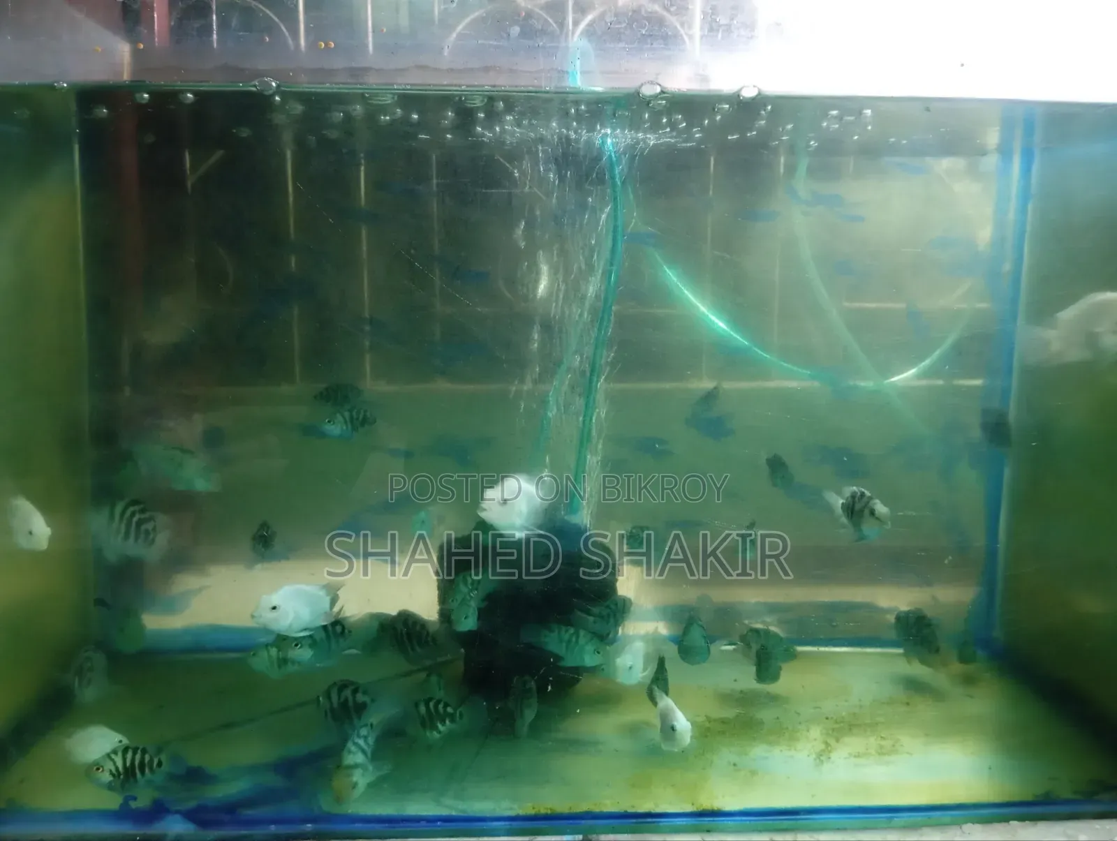 পোলার প্যারোট রানিং জোড়া