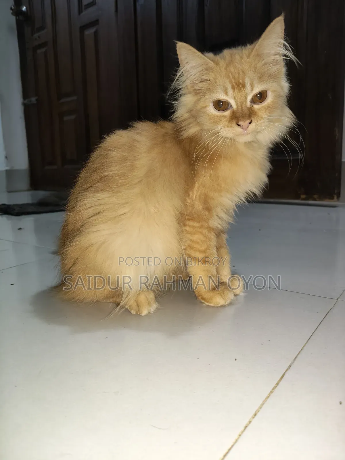 3-6 months Female Mixed Breed Persian