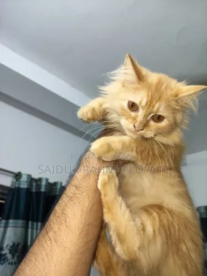 3-6 months Female Mixed Breed Persian