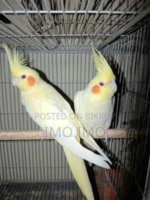 Cockatiel Emergency Sale